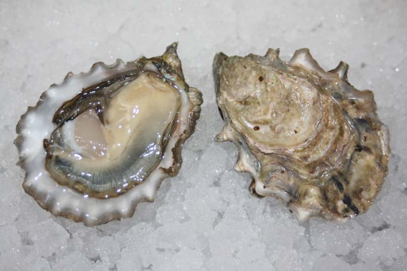 Chefs Creek Oysters